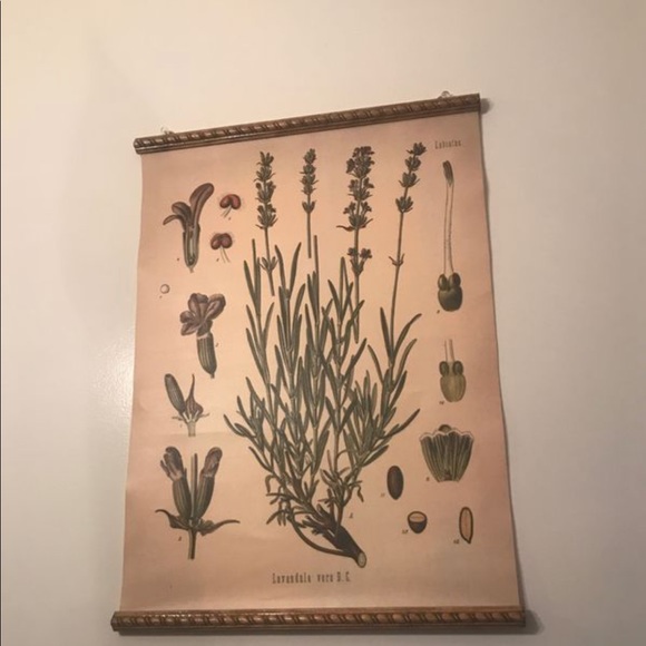 Flowers printed on canvas & scrolled - Picture 5 of 5